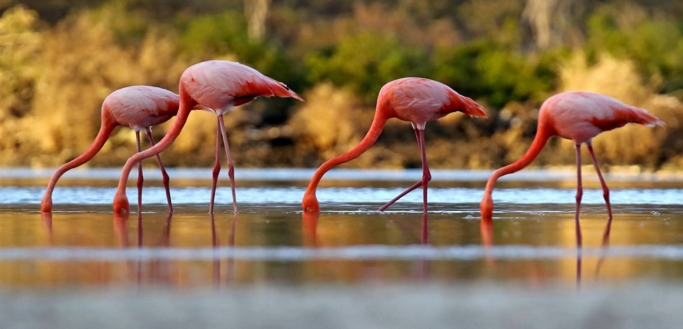 Galápagos Flamingo